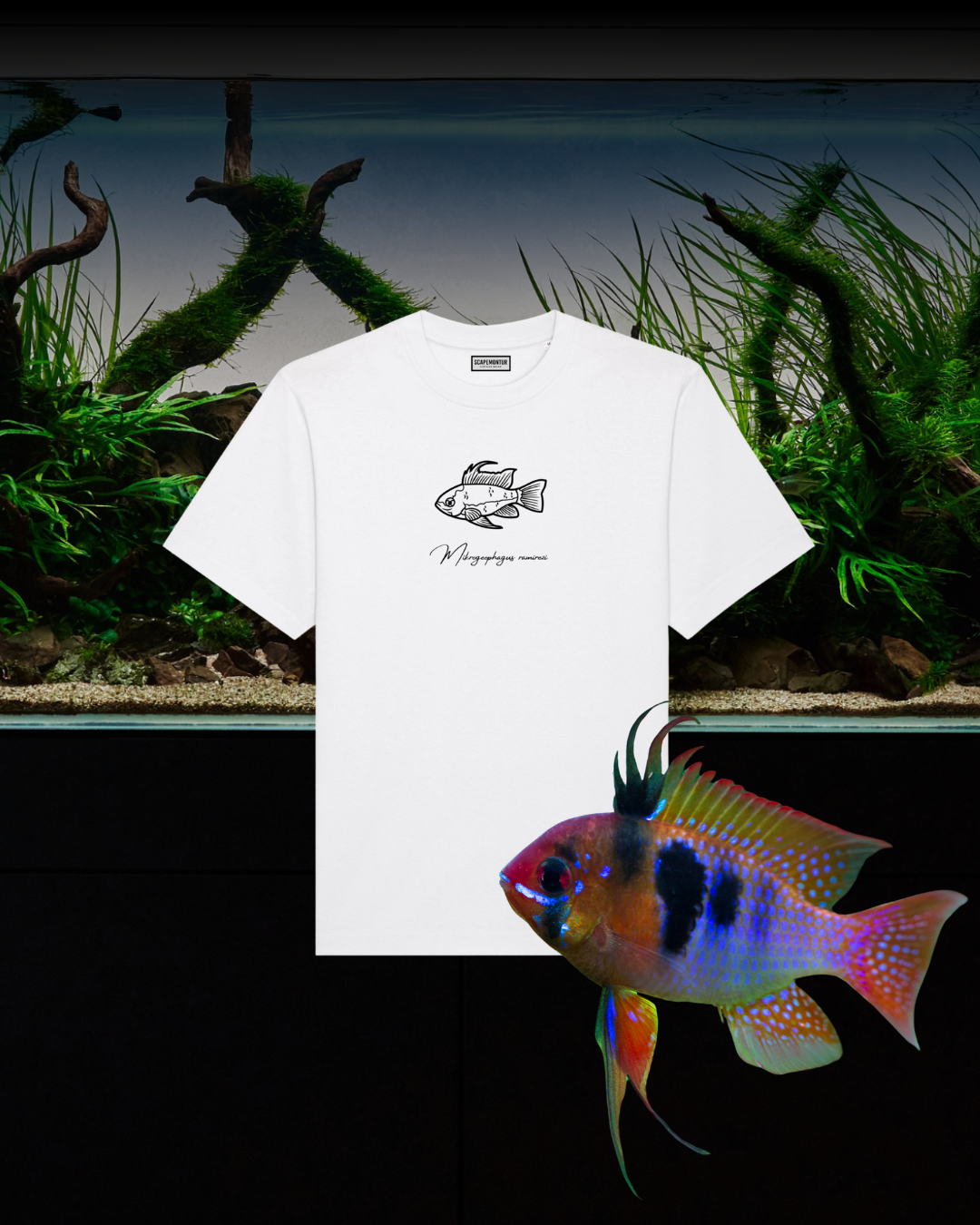 Tshirt Zergbuntbarsch Weiß