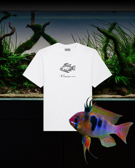 Tshirt Zergbuntbarsch Weiß
