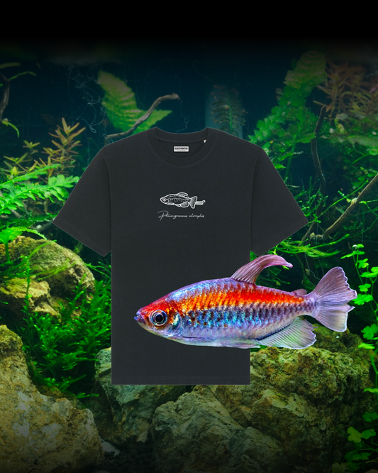 Tshirt Kongosalmler Schwarz